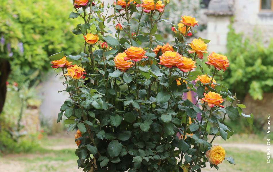 ©SUNFLOR - Primavera